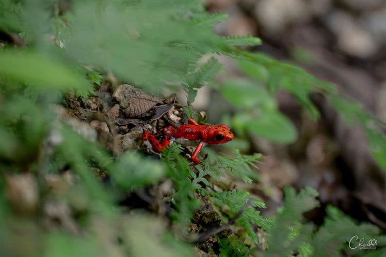 Red Frog Beach Tour – Wildlife Walk + Beach + Snorkel